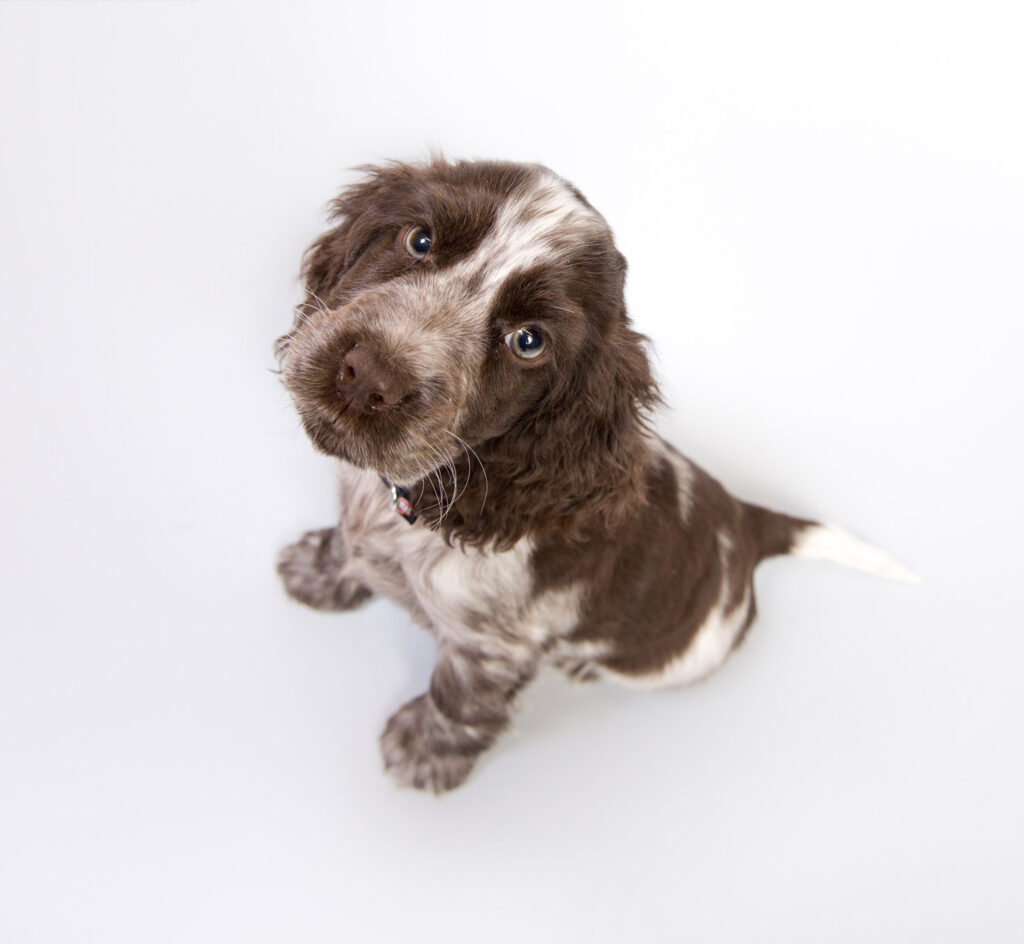 cocker-spaniel-puppy