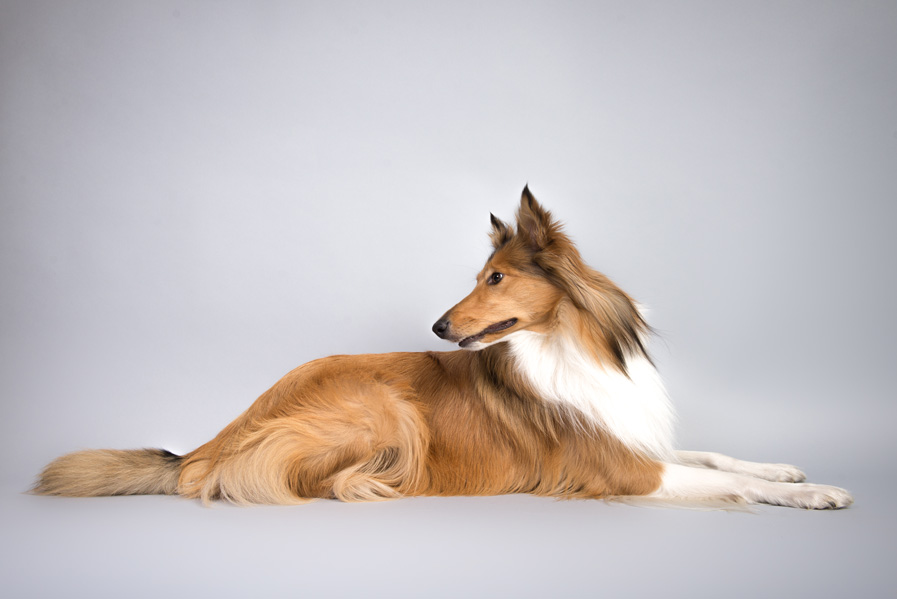 collie-dog