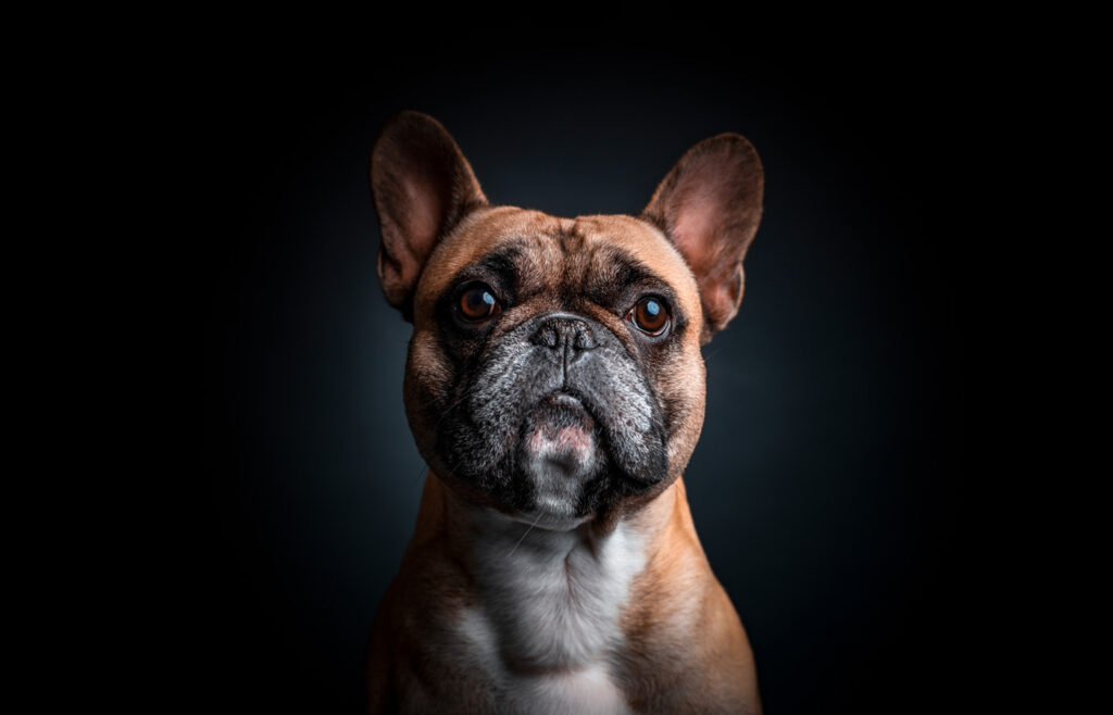 dog-photography