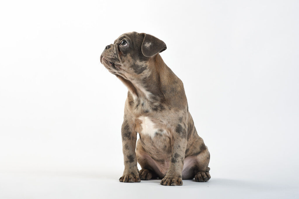 french-bulldog-puppu