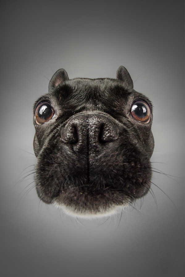 frenchbulldog2