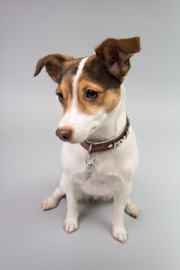 jack-russell-portrait