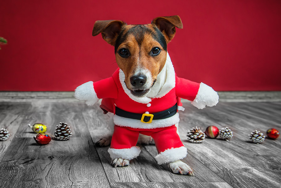 jackrussellchristmas
